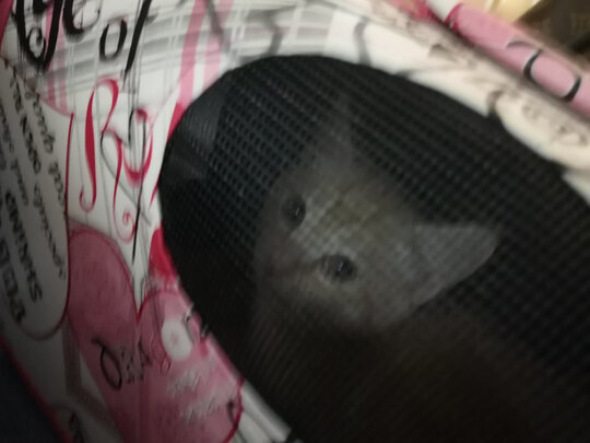 宠物包