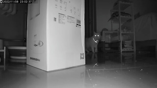 猫碗狗碗