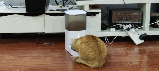 猫碗狗碗