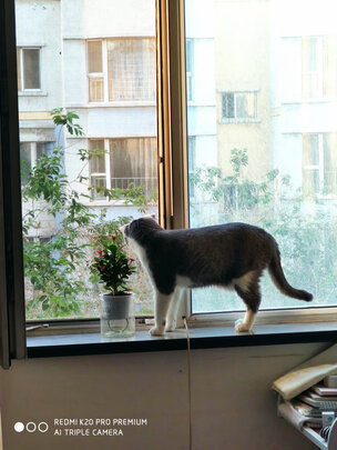 猫爬架