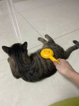 猫狗梳子