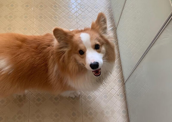  狗狗剃毛器