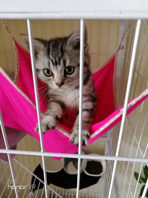猫笼