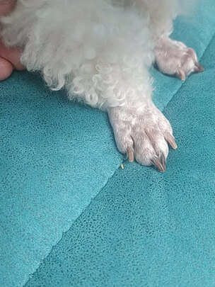 宠物电推剪