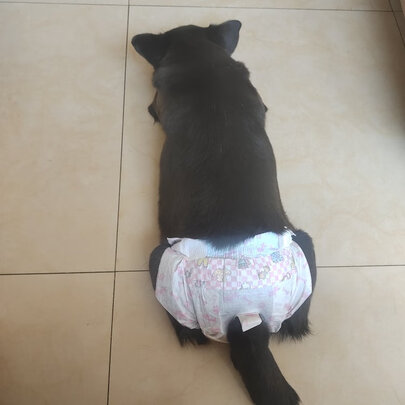 宠物纸尿裤