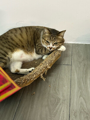 猫窝