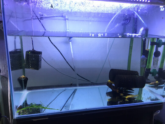 鱼缸净水剂