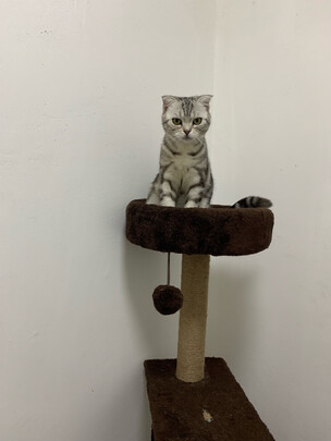 猫爬架