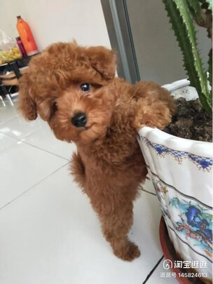 宠物除臭剂
