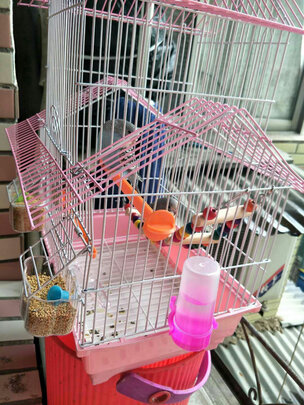 鸟粮