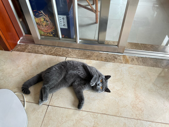 膨润土猫砂