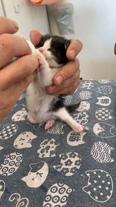 宠物奶瓶