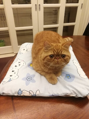 猫狗梳子