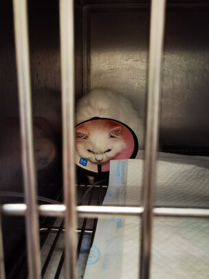 猫粮罐头