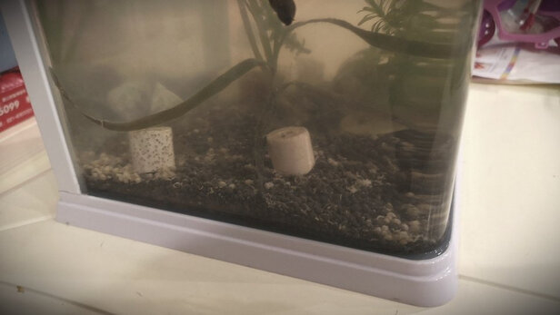 水草种子