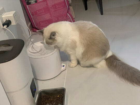 宠物饮水机