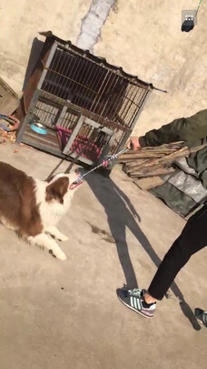 狗狗玩具
