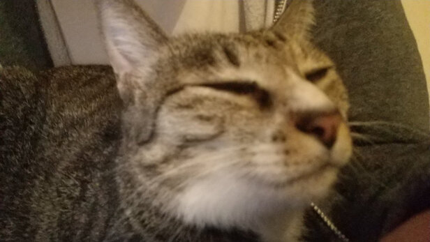 猫粮罐头