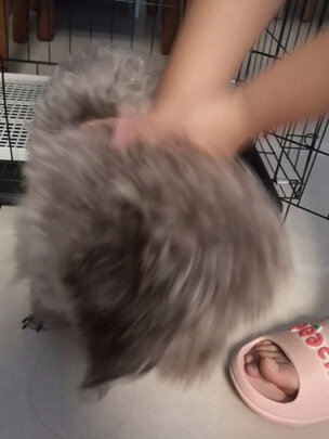 狗笼