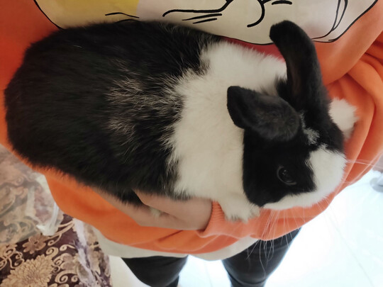 兔粮