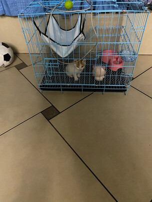 猫笼
