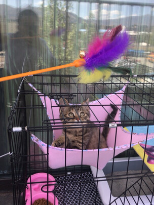 猫笼