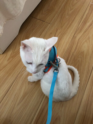 狗绳