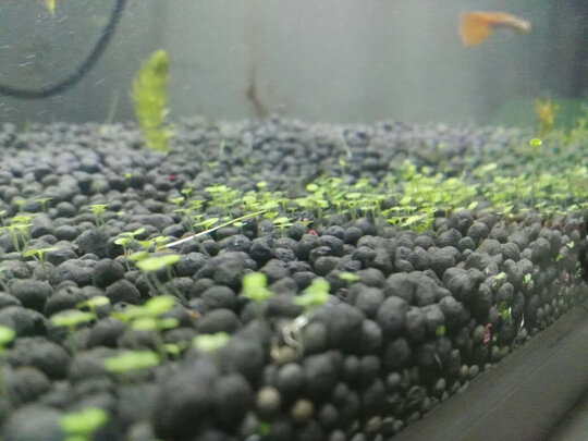 水草种子
