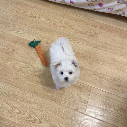 狗粮