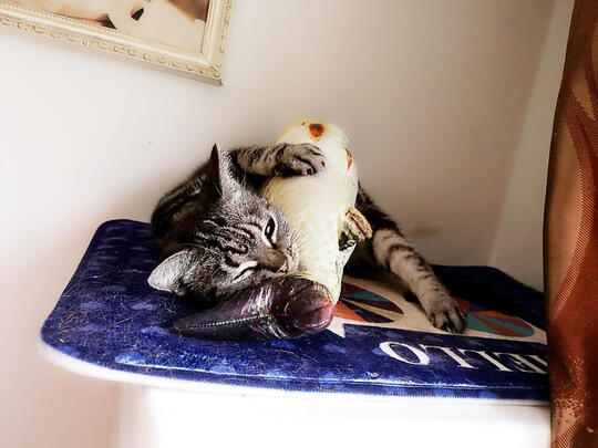 逗猫玩具
