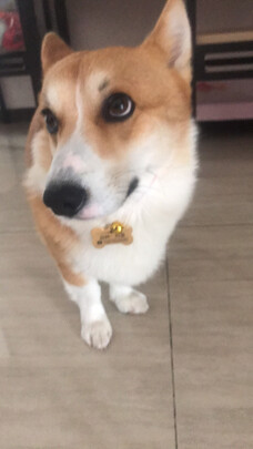 狗牌