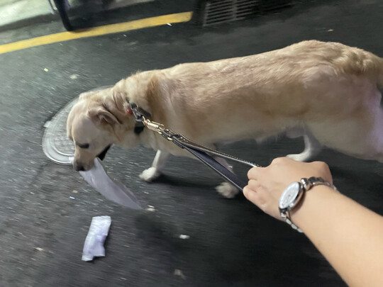 狗粮