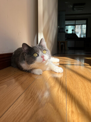 猫粮罐头