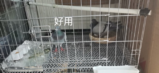 鸟笼