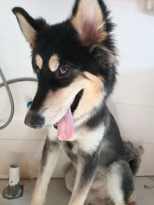  狗狗剃毛器