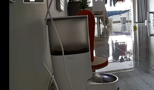 猫碗狗碗