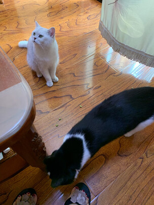 猫条猫零食