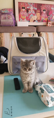 猫包