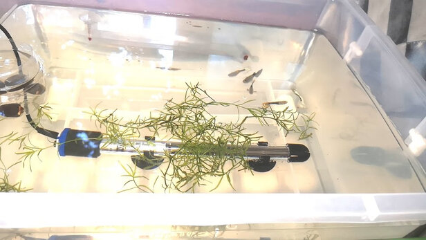 鱼缸加热棒