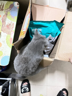 猫条猫零食