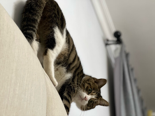 猫罐头