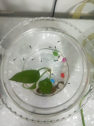 鱼粮