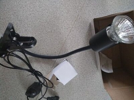 乌龟晒背灯泡