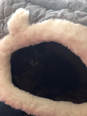 猫窝