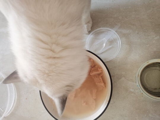 猫粮罐头