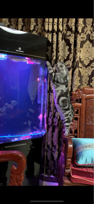 鱼缸水质稳定剂