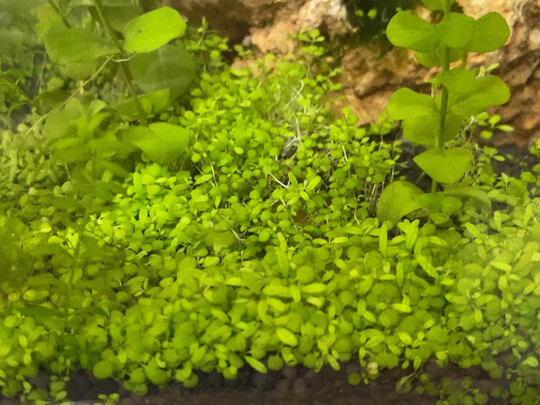 水草泥