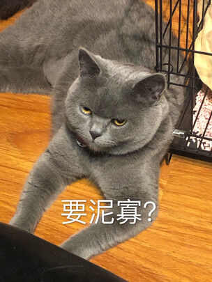 猫砂铲