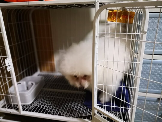 狗笼