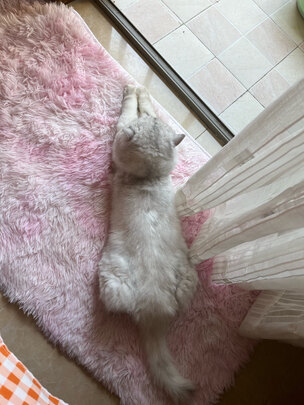 猫粮罐头